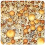 Псилоцибиновые (галлюциногенные) грибы Psilocybin "Golden Teacher" в Старой Купавне Псилоцибиновые (галлюциногенные) грибы Psilocybin "Golden Teacher" в Старой Купавне