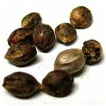 Семена марихуаны АК-47  (Seeds AK-47) в Старой Купавне